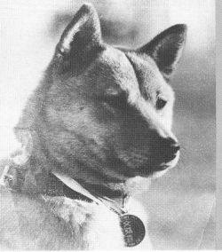 12939603_1011137075629707_987762014_n