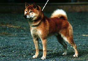 shiba_o