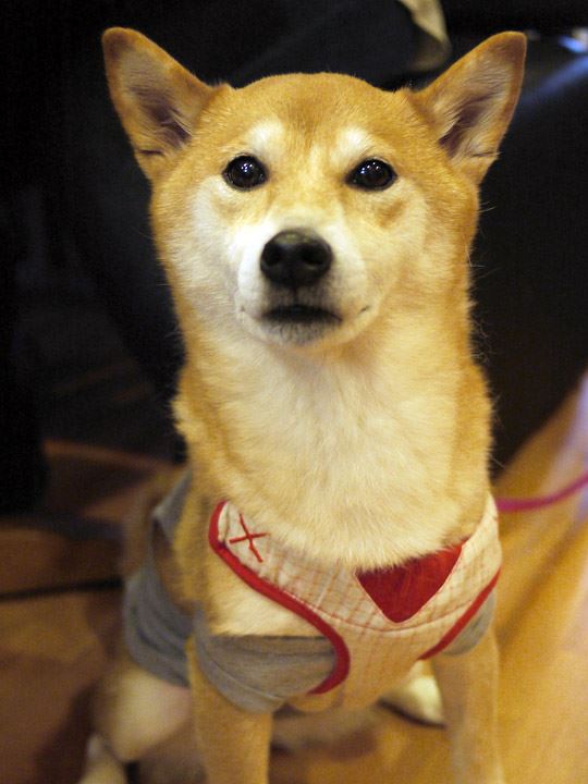 12670843_972992856110796_2171131359760355462_n