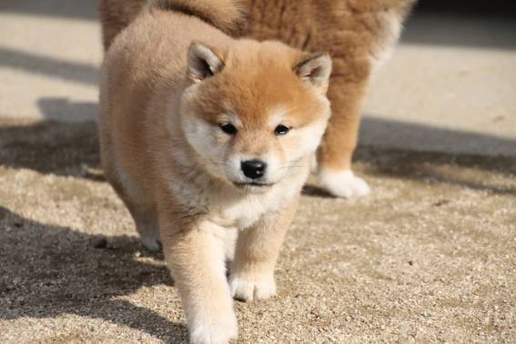 11030757_787575304661052_201493208_o