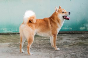 13661929_594337610746971_925217374528823942_o