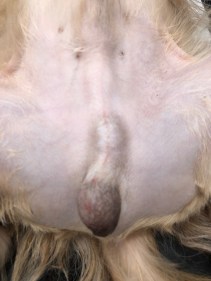 retained testicle 2.jpg