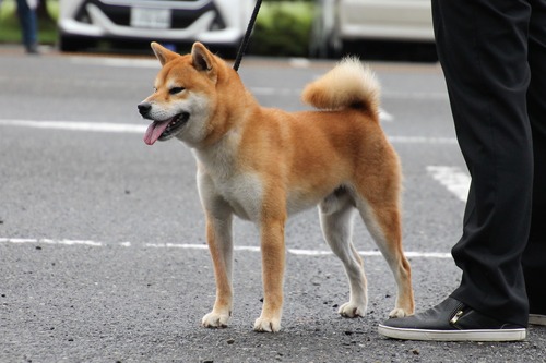 勇王錦号【淡路正菊荘】 優良1席.jpg