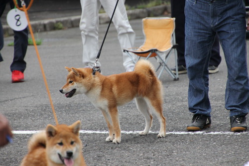 千 龍号【富山柏犬舎】 幼犬賞 トップ賞.jpg