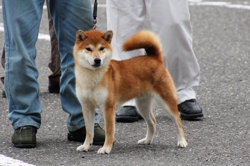 太呂生号【竜登庵】 優良1席.jpg