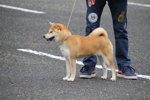 山田乃美順号【小高石山田犬舎】　幼犬賞　トップ賞