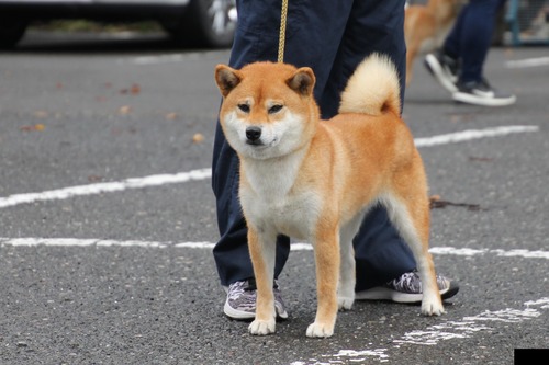 愛　姫号【柴香苑】　優良２席