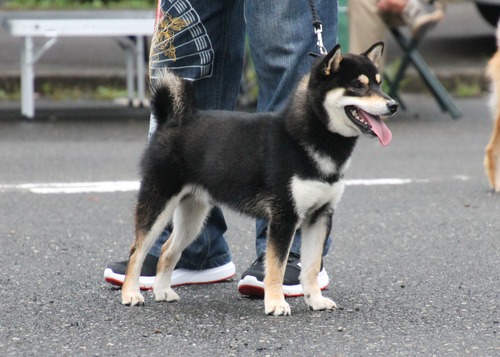 黒岩風号【真清荘】 優良2席.jpg