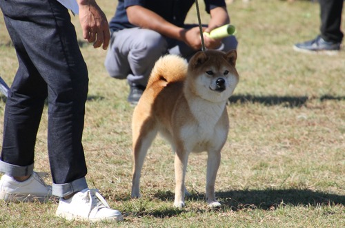 もえ姫号【舞浜荘】　優良２席