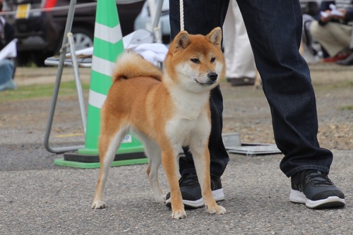夏ノ空海号(なつのそらみ)【右左口庵】 優良1席