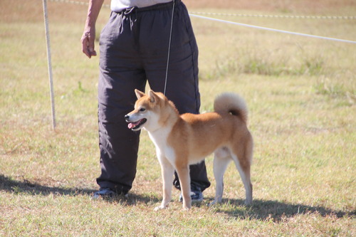 義　秀号【富士宮犬舎】　優良１席　日保本部賞