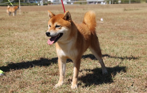 豊後翔真留号【豊後オオタニ荘】　優良１席　日保本部賞