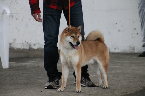 天　馬号【宮崎吉田荘】