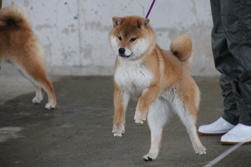 若波乃竜太号【若波荘】　幼犬賞 (3).jpg
