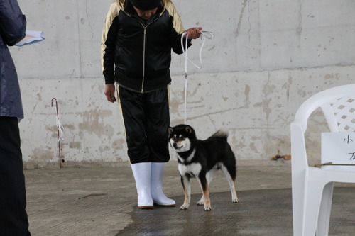 龍門の辰吉号【興龍庵】　優良２席 (2)