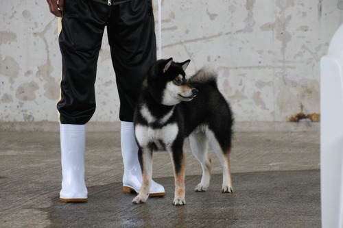 龍門の辰吉号【興龍庵】　優良２席 (3)