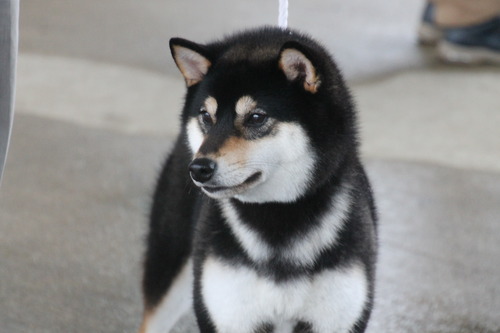 龍門の辰吉号【興龍庵】　優良２席