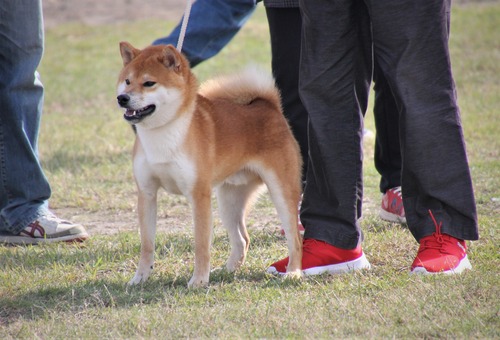 三河の竜成号【三河豊橋荘】 優良2席-B