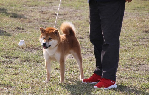 三河の竜成号【三河豊橋荘】 優良2席