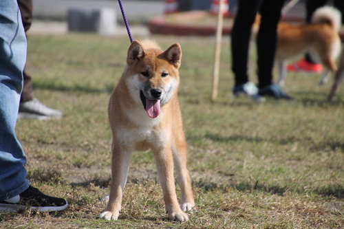剛王丸号【妙厳心和荘】　幼犬賞
