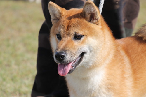 圭ノ光竜号【拝島美堀荘】 幼犬賞-B