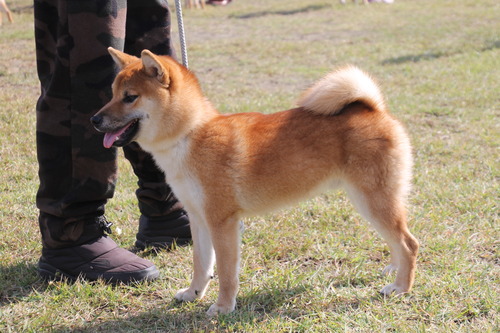 圭ノ光竜号【拝島美堀荘】 幼犬賞