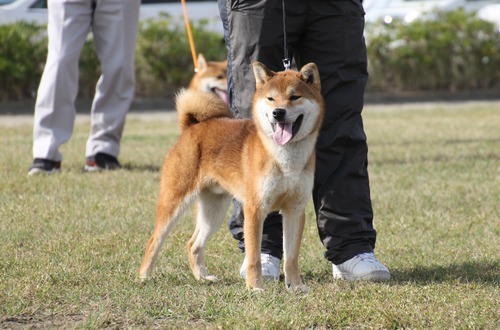 奈月の誉号【讃岐水本荘】 優良3席-B