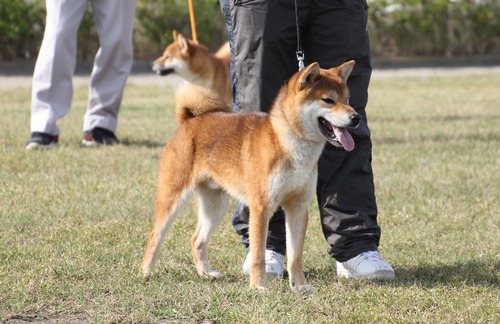 奈月の誉号【讃岐水本荘】　優良３席