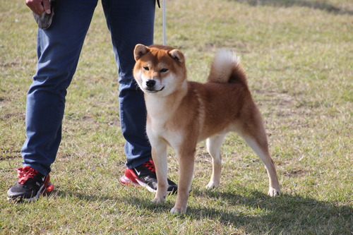 栄の玄師号【富士美栄舎】 優良1席.jpg