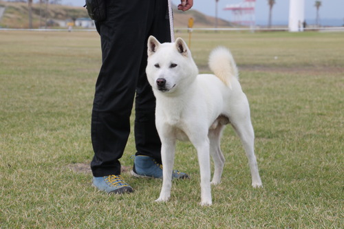 登 城号【健悠庵】優良1席 日保本部賞-B