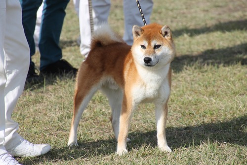 秋ノ幻竜丸号【右左口庵】　優良１席