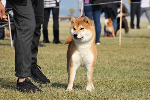 秋天光号【ワタナベ】-B