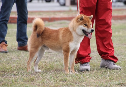 胡香の千酔号【白茅荘】 優良1席 日保本部賞-B