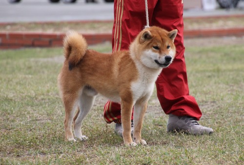 胡香の千酔号【白茅荘】 優良1席 日保本部賞