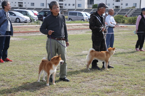 英の丈徹錦号【石和小椋荘】-B